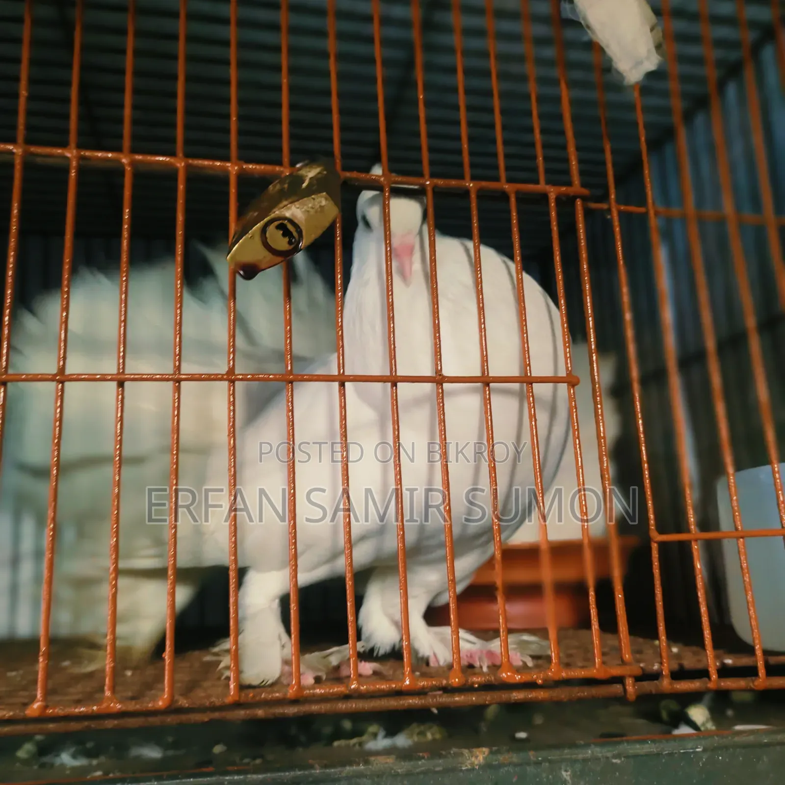 Pigeons for sale
