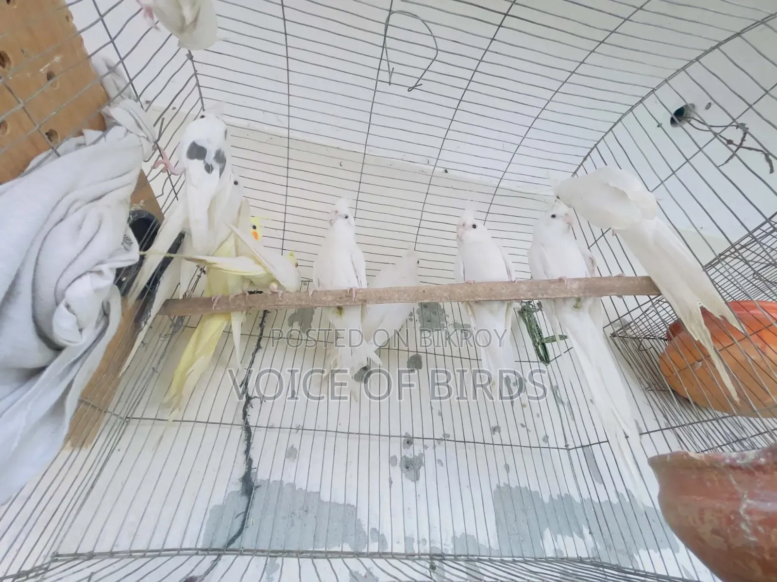 5 Pair Running Pakhi Cockatiel