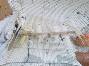 5 Pair Running Pakhi Cockatiel