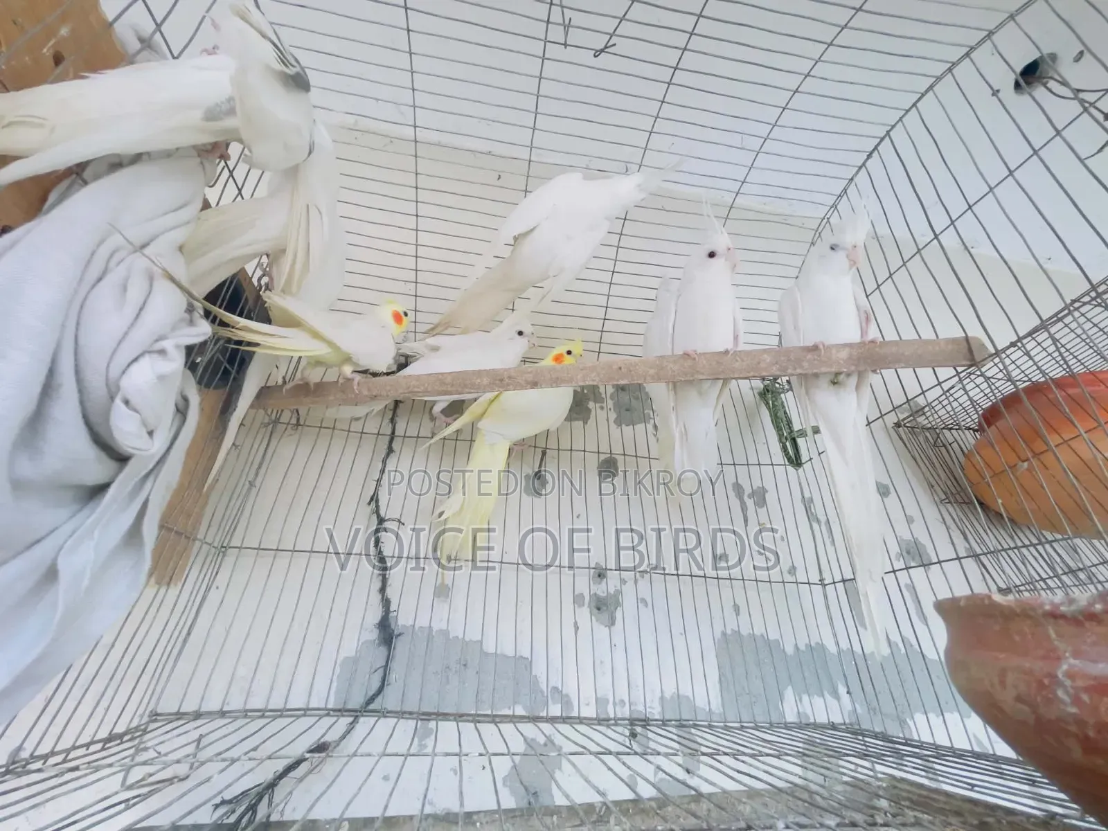 5 Pair Running Pakhi Cockatiel