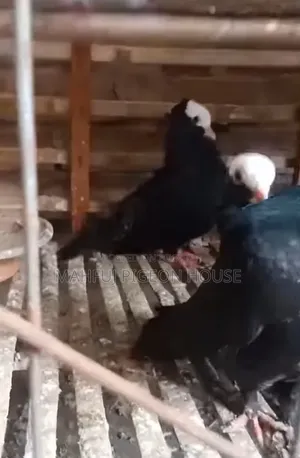 Mukhi Pigeon
