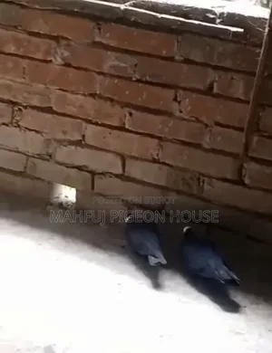 Mukhi Pigeon