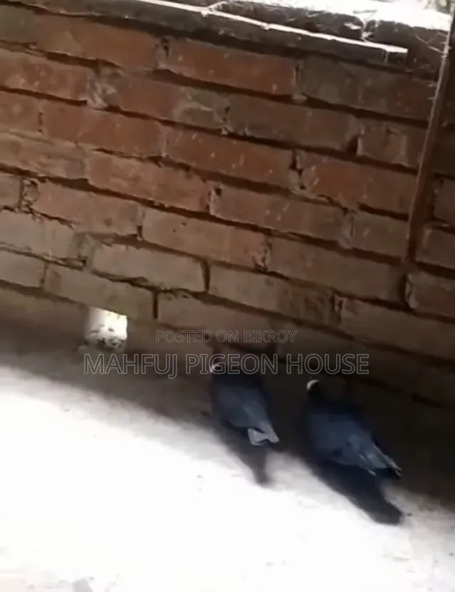 Mukhi Pigeon
