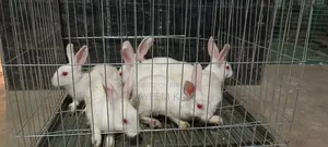 খরগোশ সেল হবে