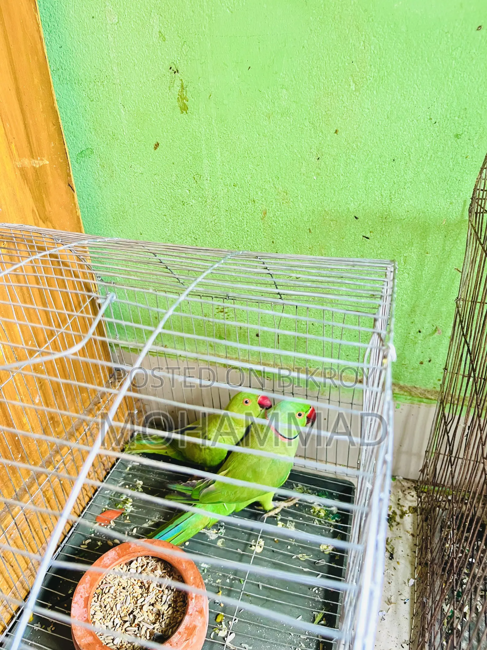 টিয়া পাখি ১ জোড়া