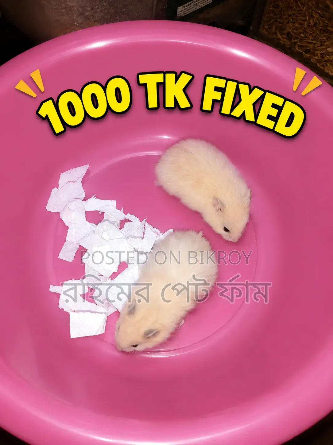 Syrian Hamster Pair
