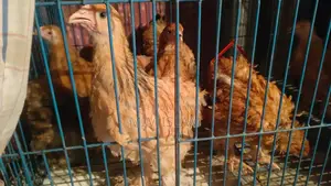 Original Buff Brahma for Sale