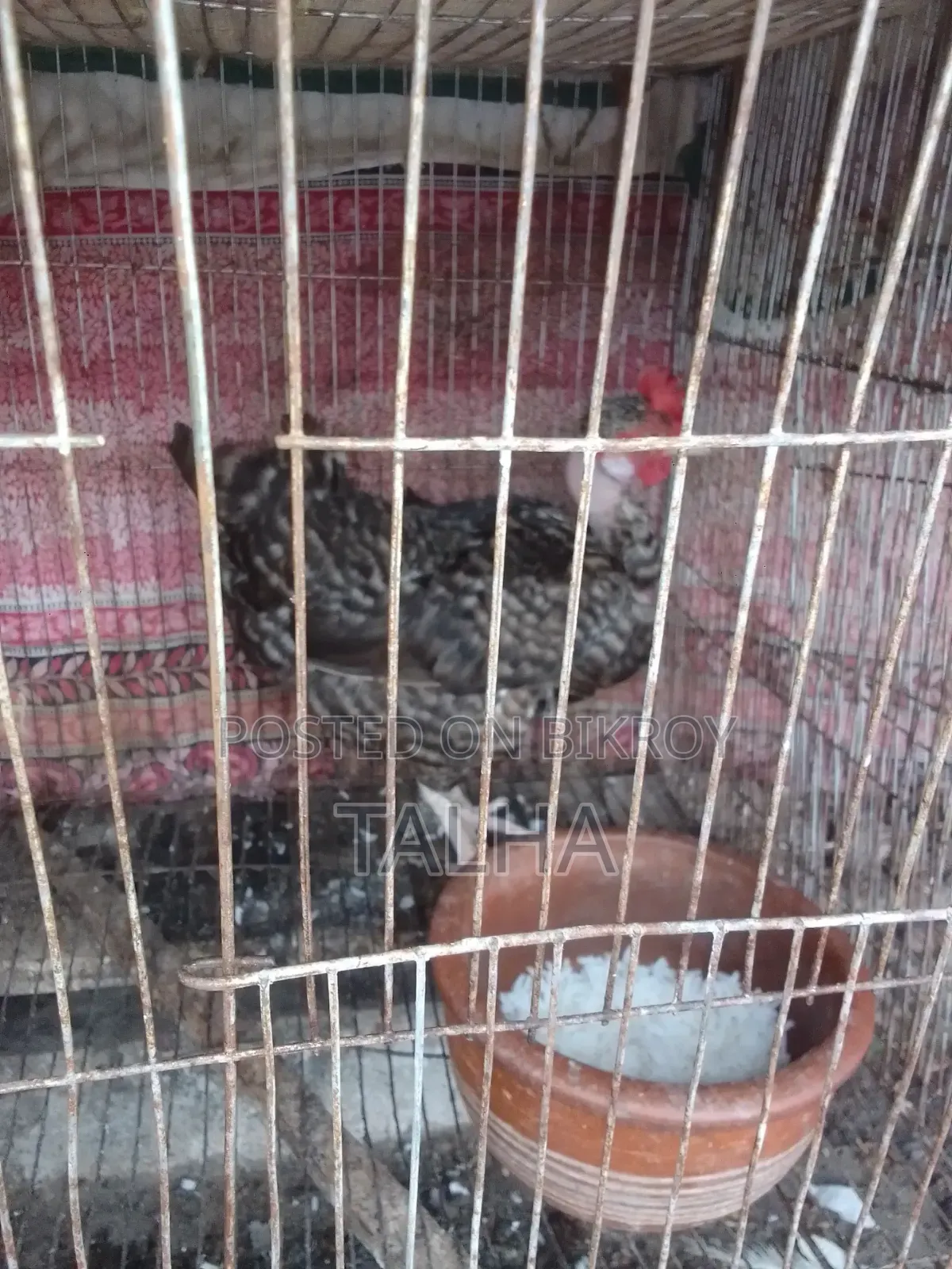 কেউ নিতে চাইলে আমার সাথে যোগাযোগ করুন