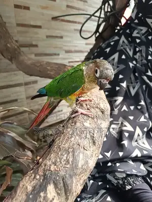 পোষ মানানো কনিউর পাখি