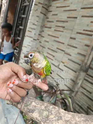 পোষ মানানো কনিউর পাখি