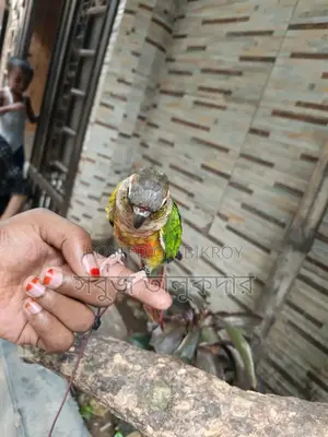 পোষ মানানো কনিউর পাখি