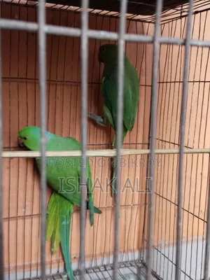 টিয়া পাখি বিক্রি জোড়া