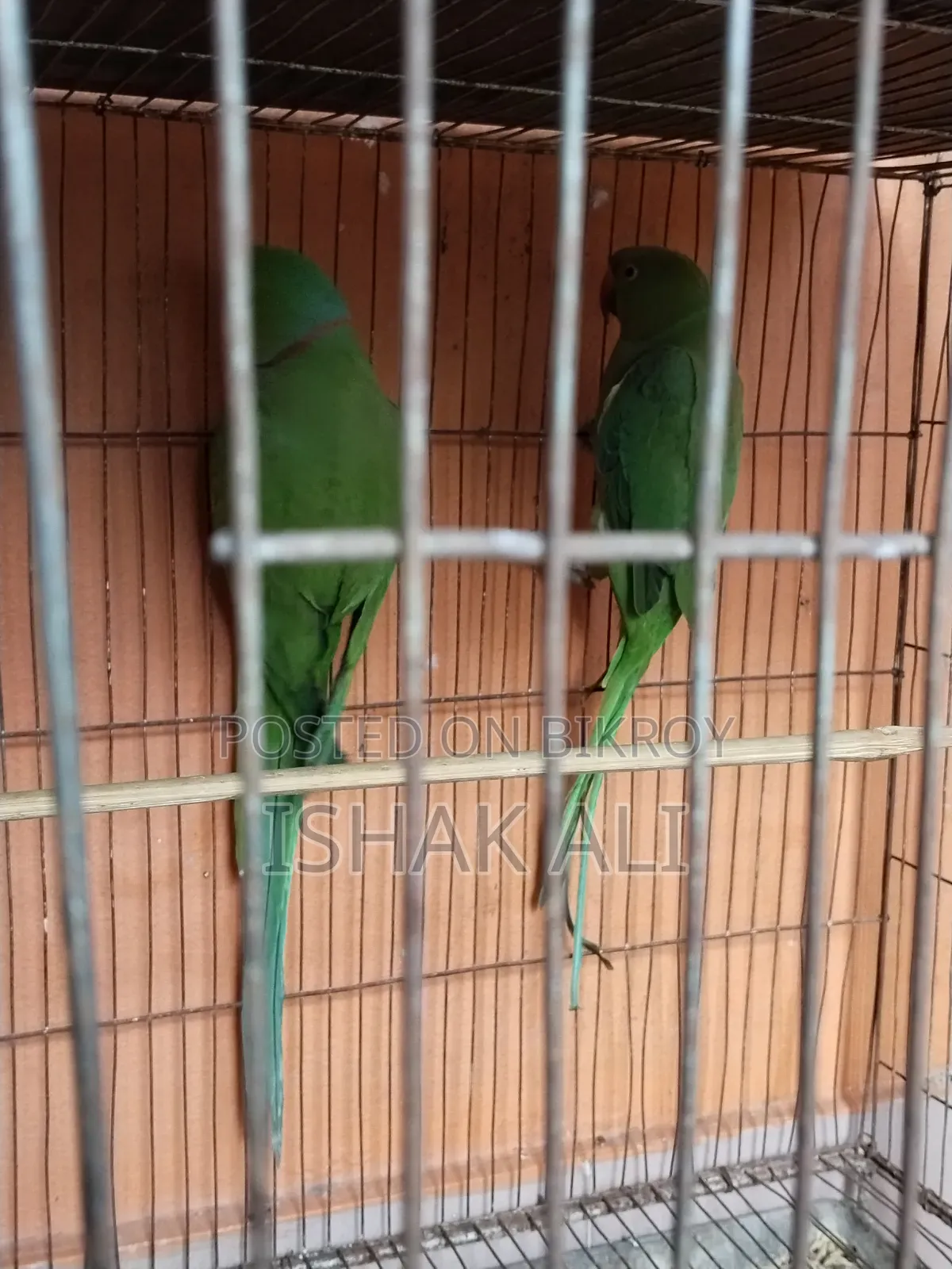 টিয়া পাখি বিক্রি জোড়া