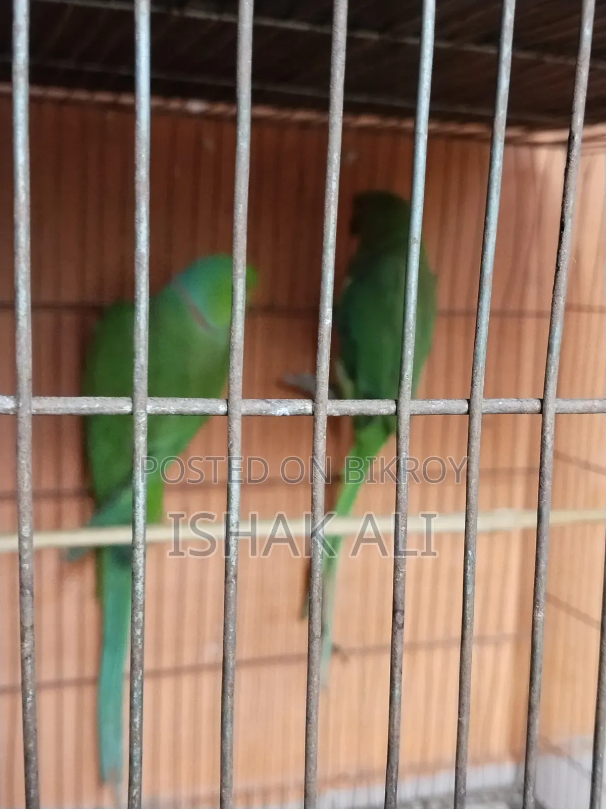 টিয়া পাখি বিক্রি জোড়া