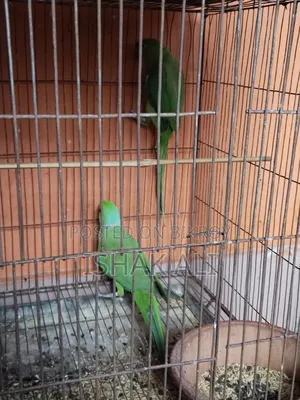 টিয়া পাখি বিক্রি জোড়া