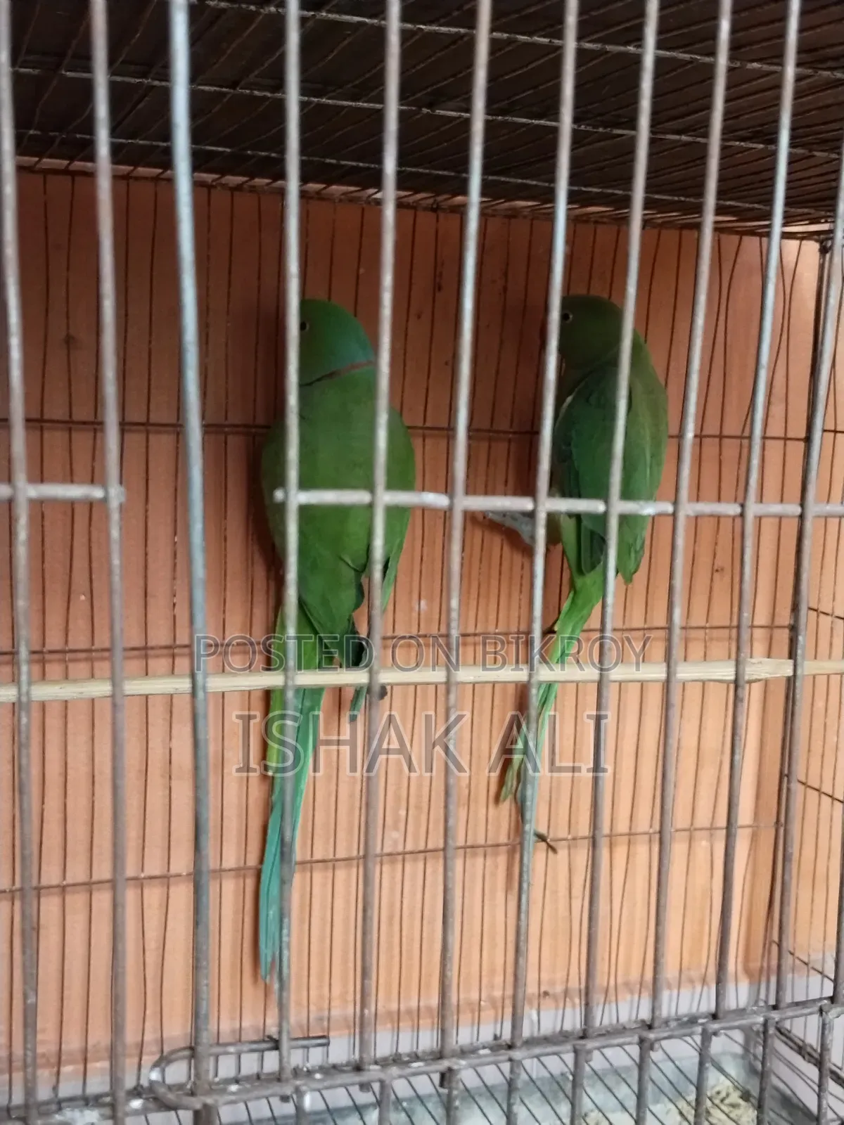 টিয়া পাখি বিক্রি জোড়া