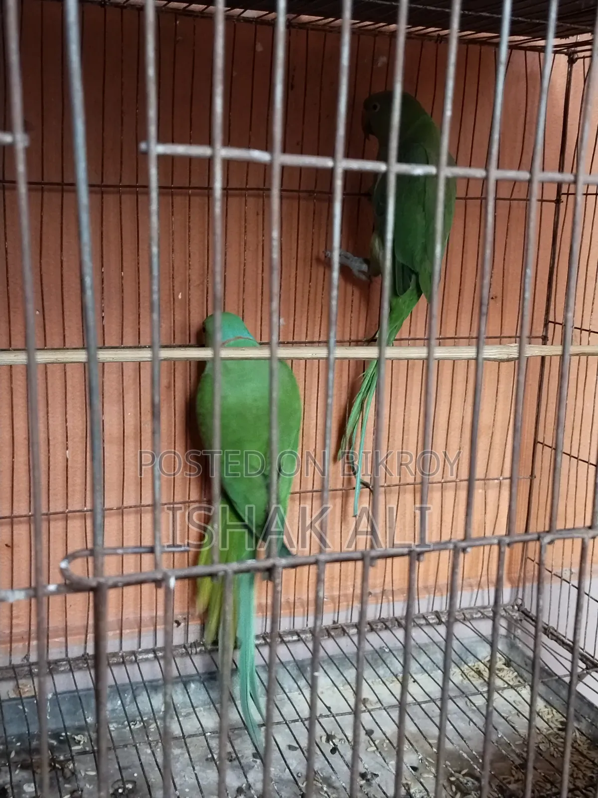 টিয়া পাখি বিক্রি জোড়া