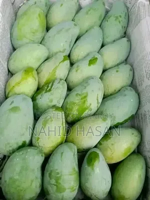 রাজশাহীর আমের রানী আম্রপালি আম 