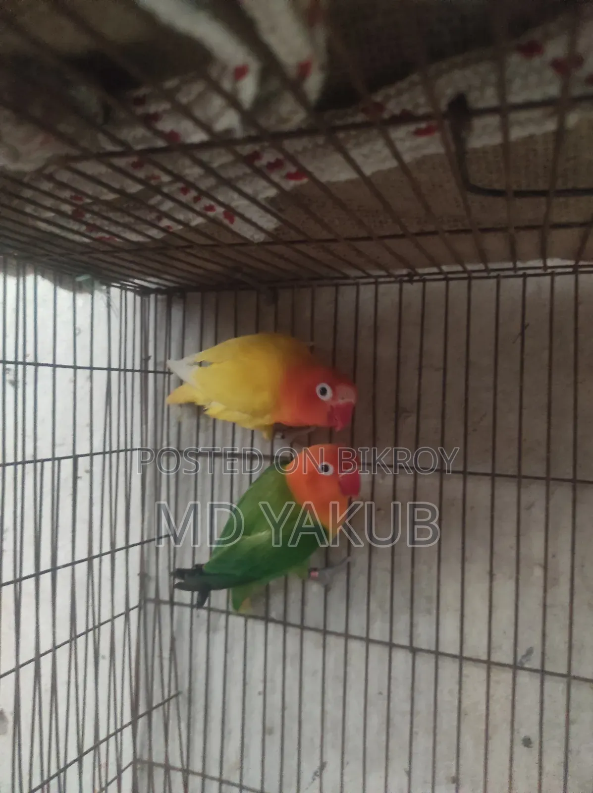 লাভ বার্ড জোড়া