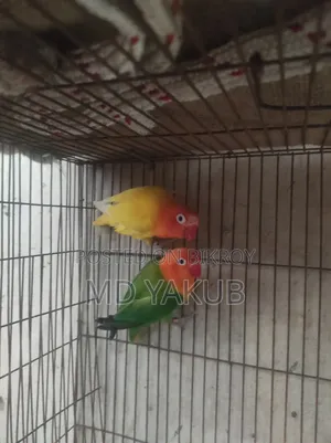 লাভ বার্ড জোড়া