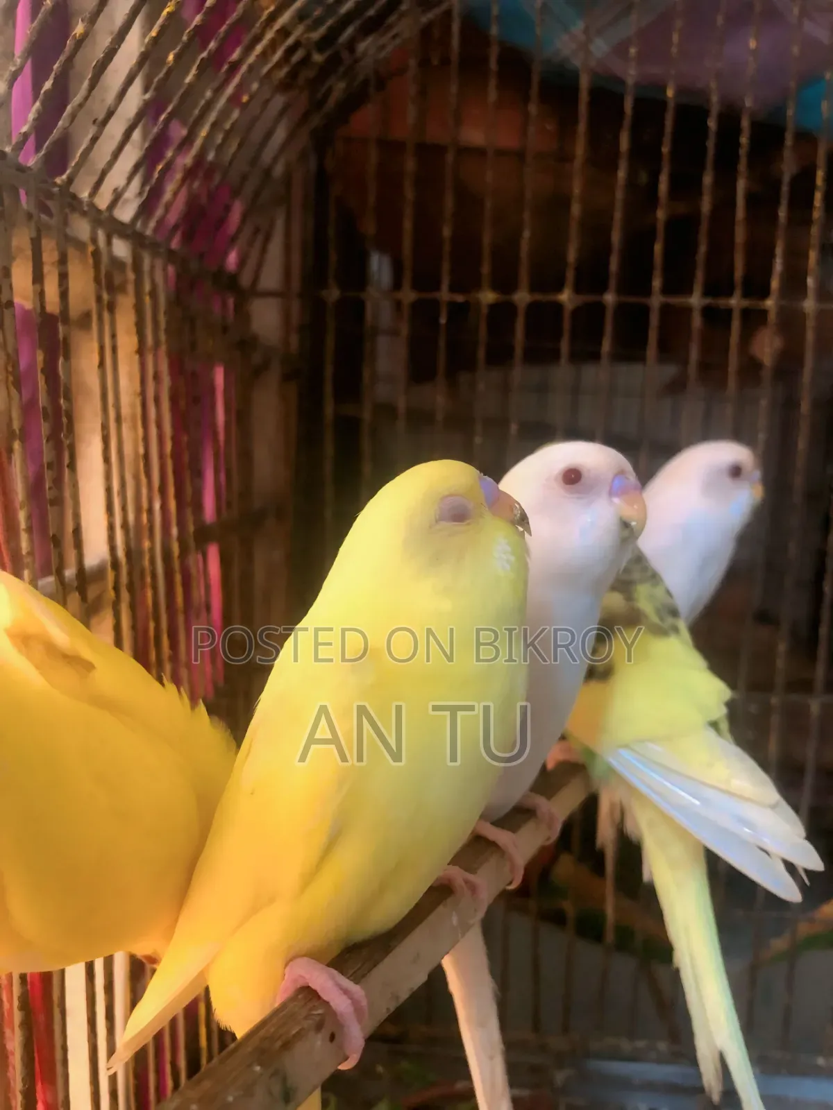 Budgerigar Bird