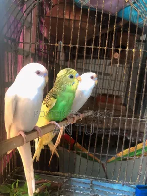 Budgerigar Bird
