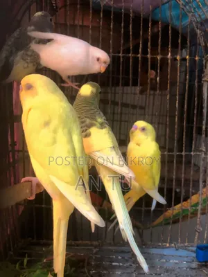 Budgerigar Bird