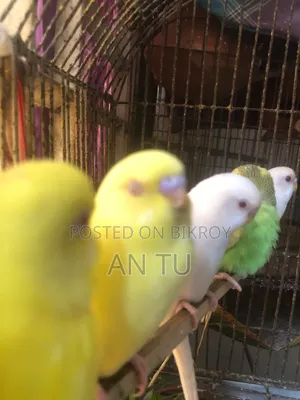 Budgerigar Bird