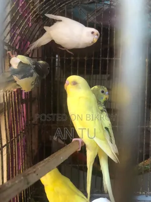 Budgerigar Bird
