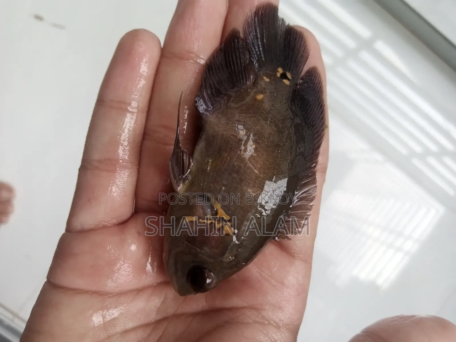 ব্ল্যাক টাইগার অস্কার ৪ ইঞ্চি+