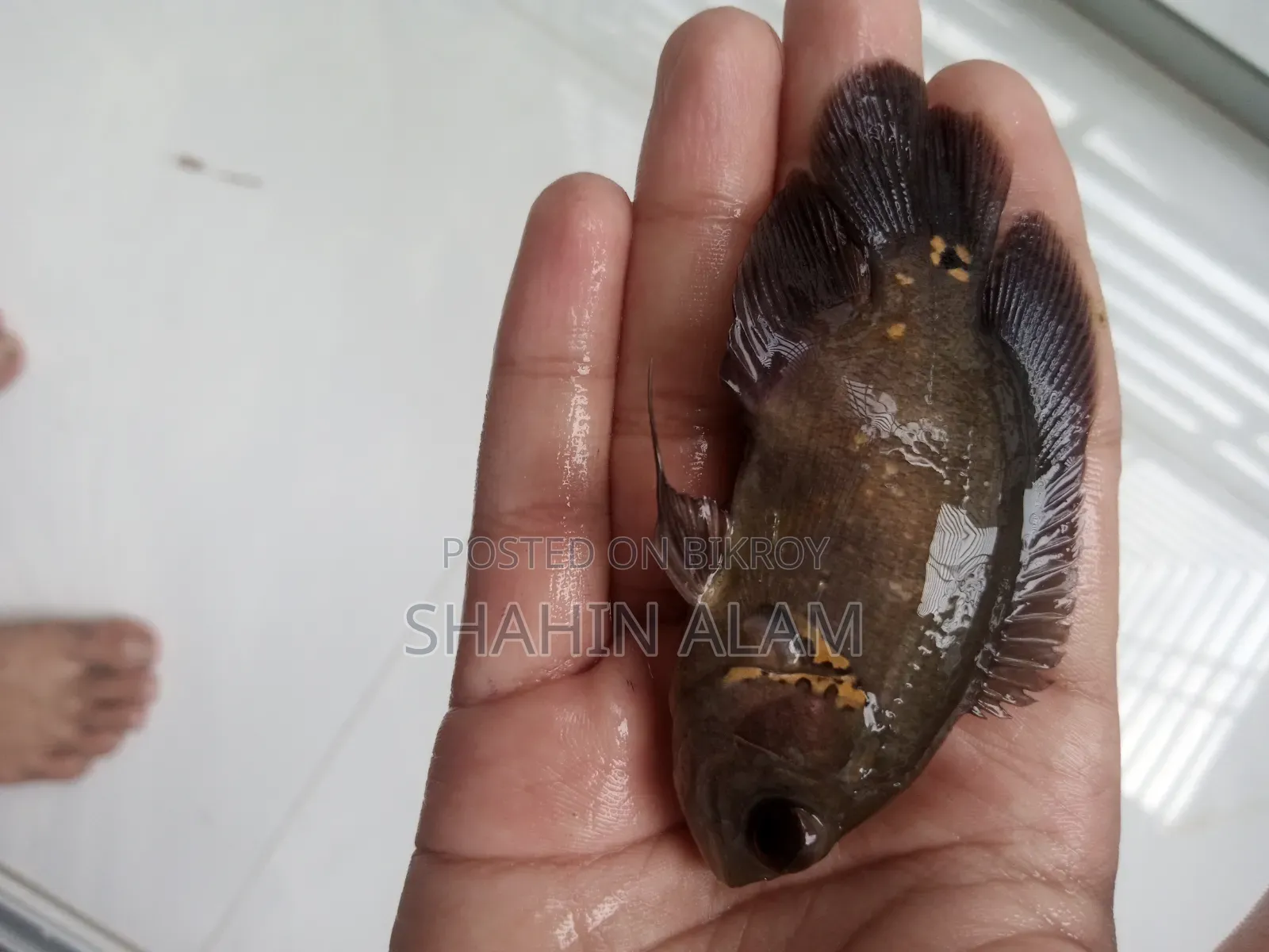 ব্ল্যাক টাইগার অস্কার ৪ ইঞ্চি+
