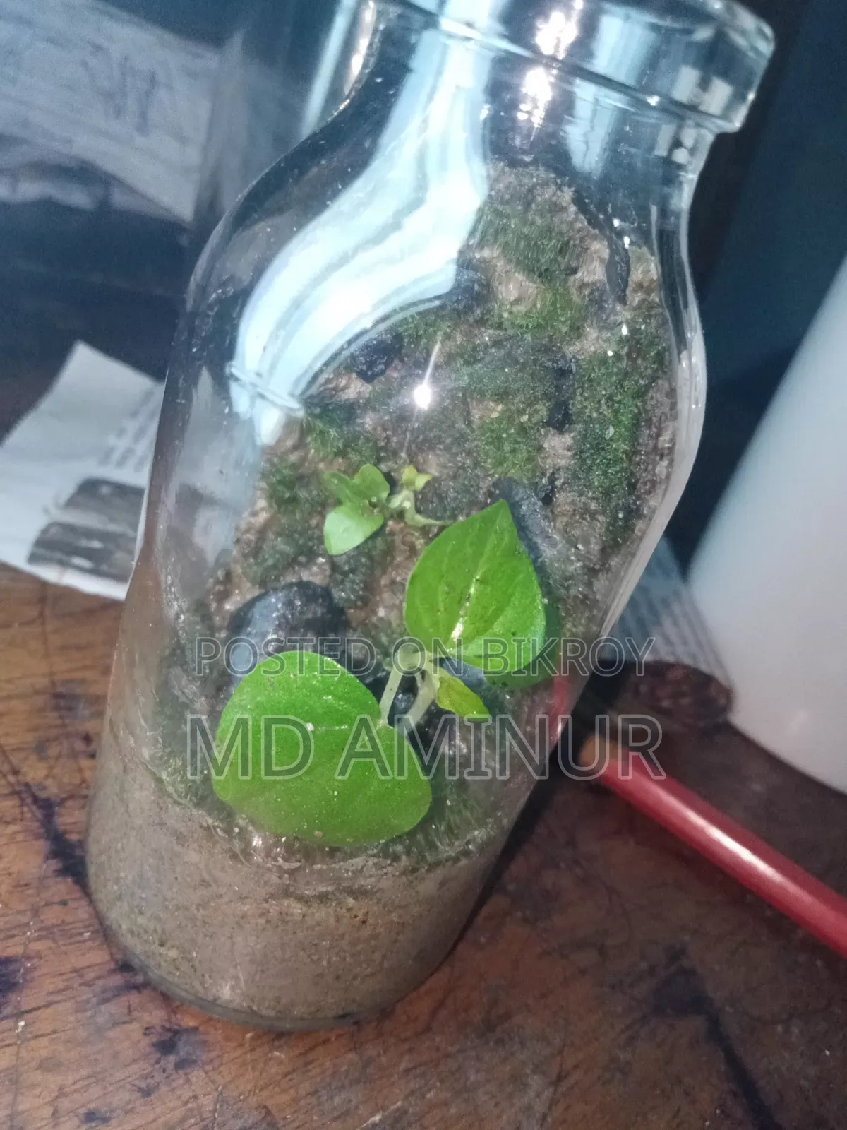 Terrarium. Jungle Theme Terrarium.