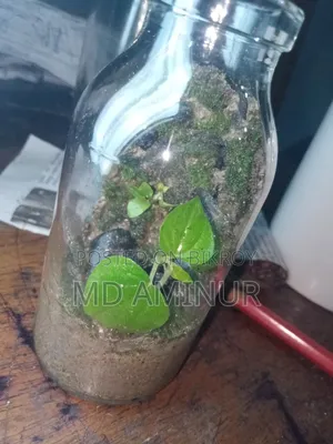 Terrarium. Jungle Theme Terrarium.