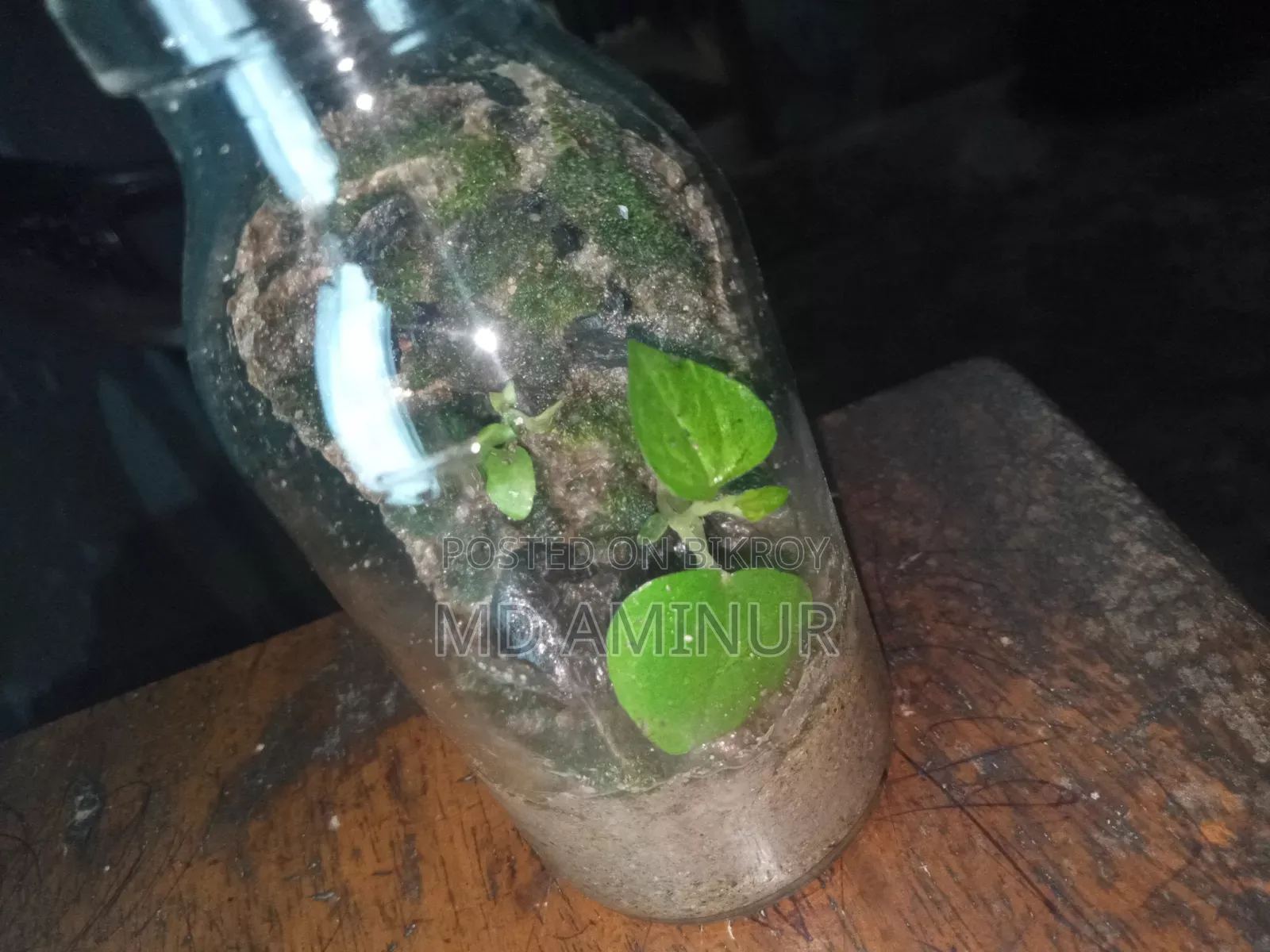 Terrarium. Jungle Theme Terrarium.