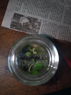 Terrarium. Jungle Theme Terrarium.