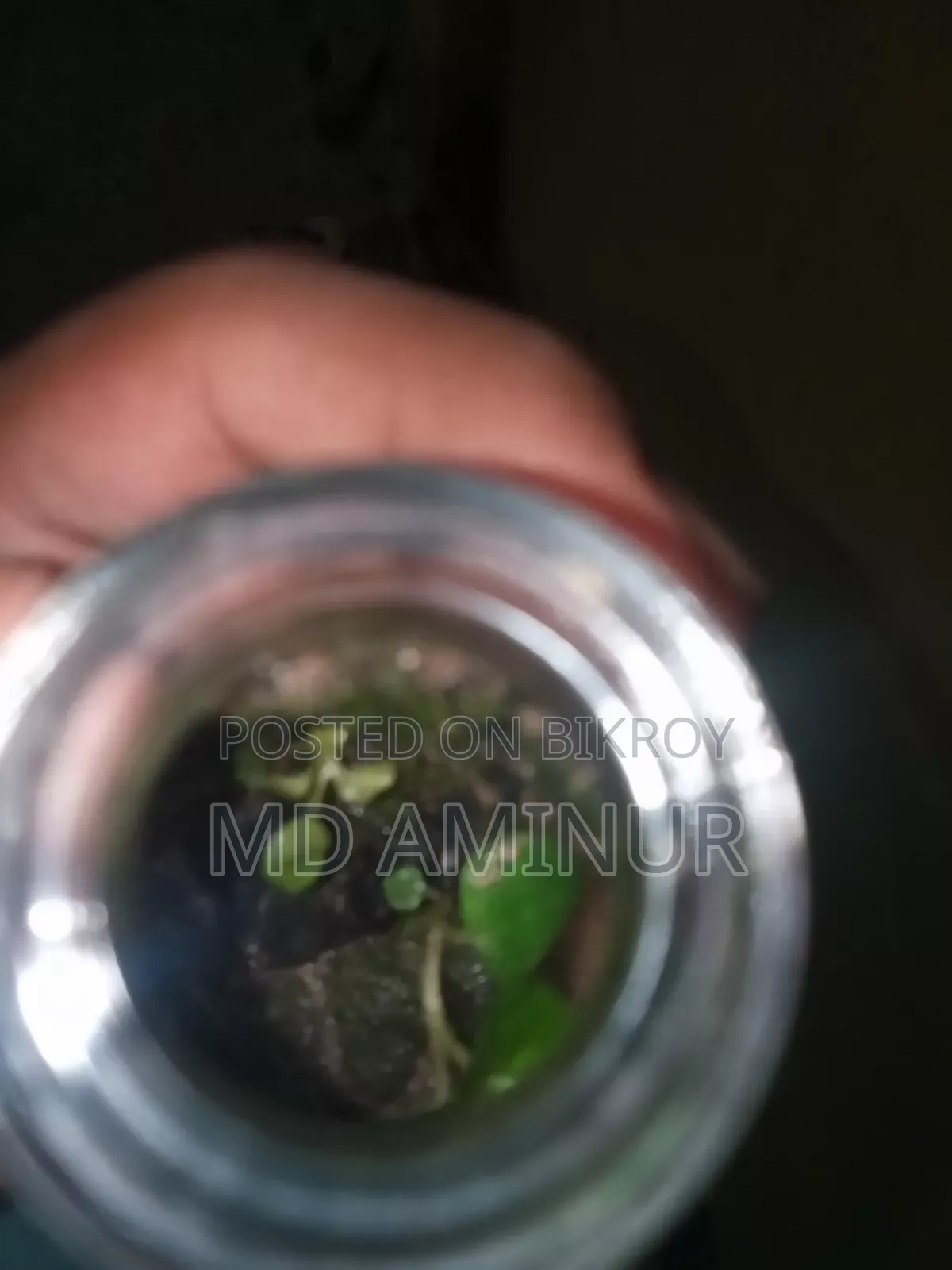 Terrarium. Jungle Theme Terrarium.