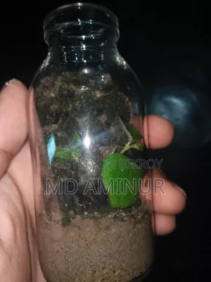 Terrarium. Jungle Theme Terrarium.