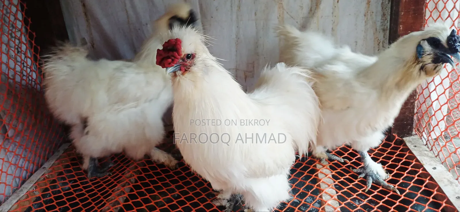 Silky Chicken