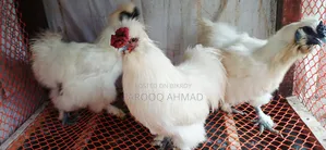 Silky Chicken