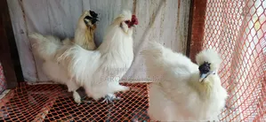 Silky Chicken