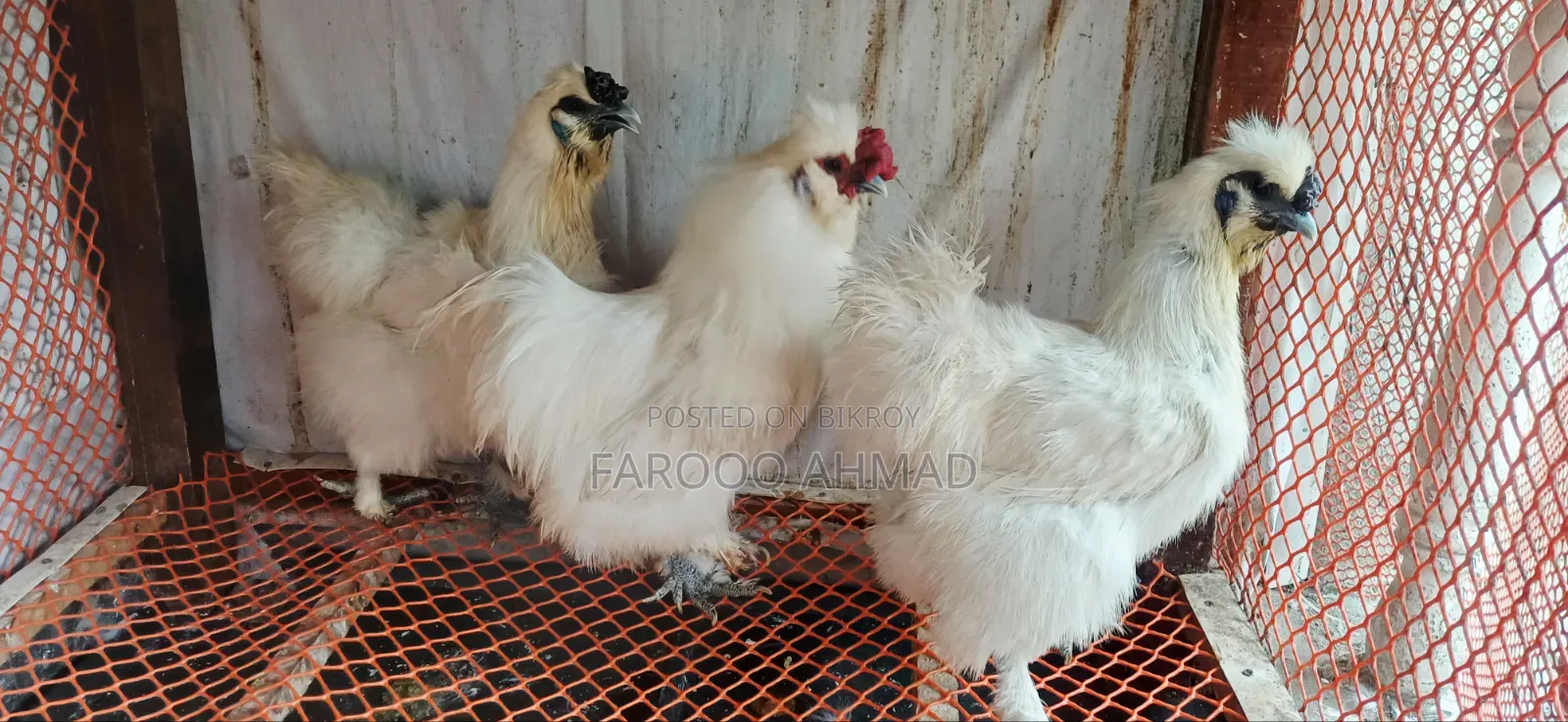 Silky Chicken