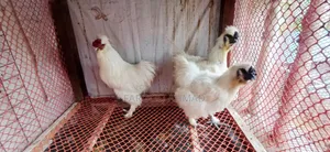 Silky Chicken