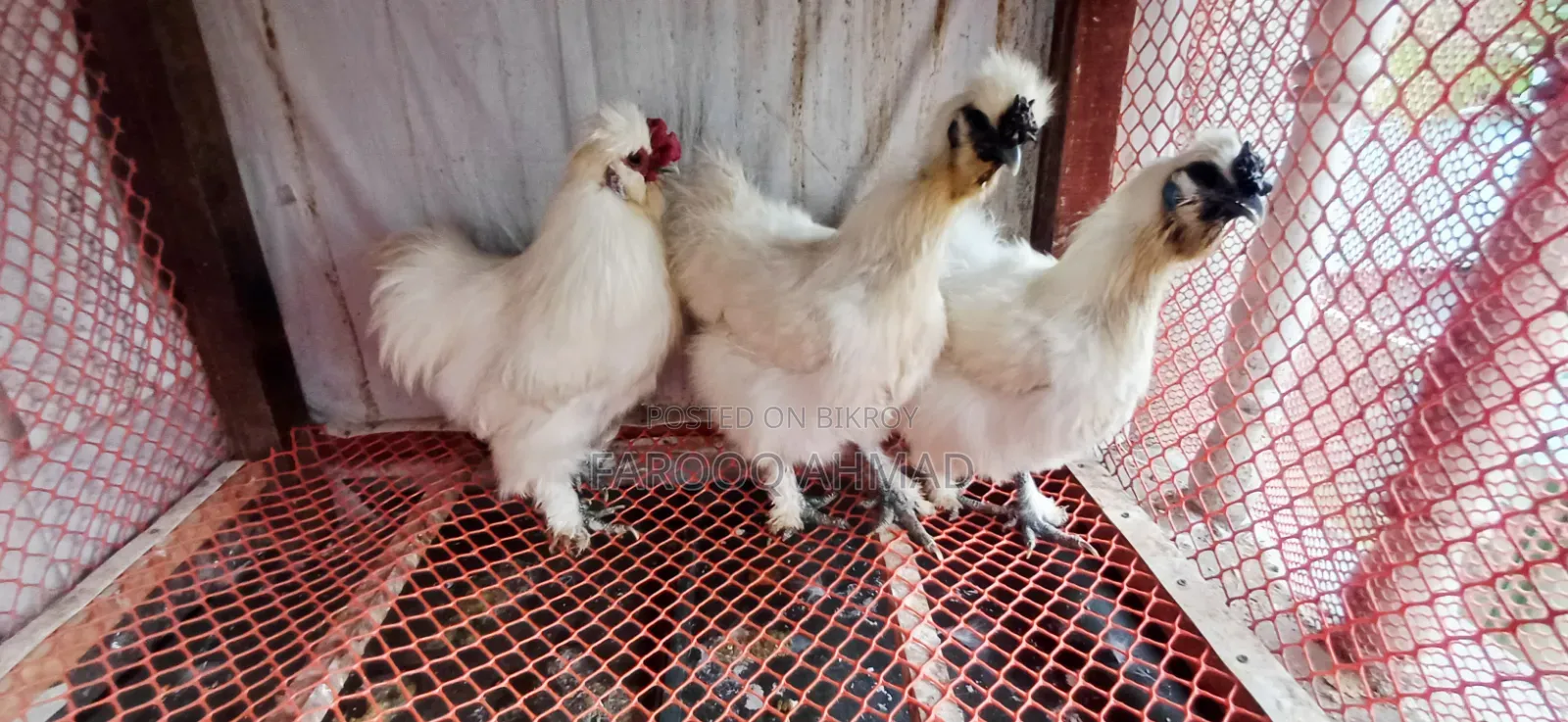 Silky Chicken