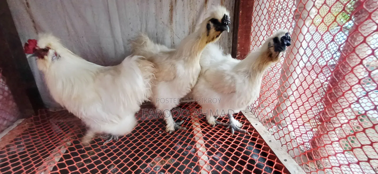 Silky Chicken