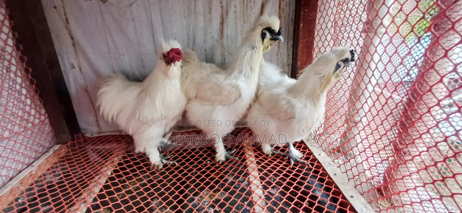 Silky Chicken