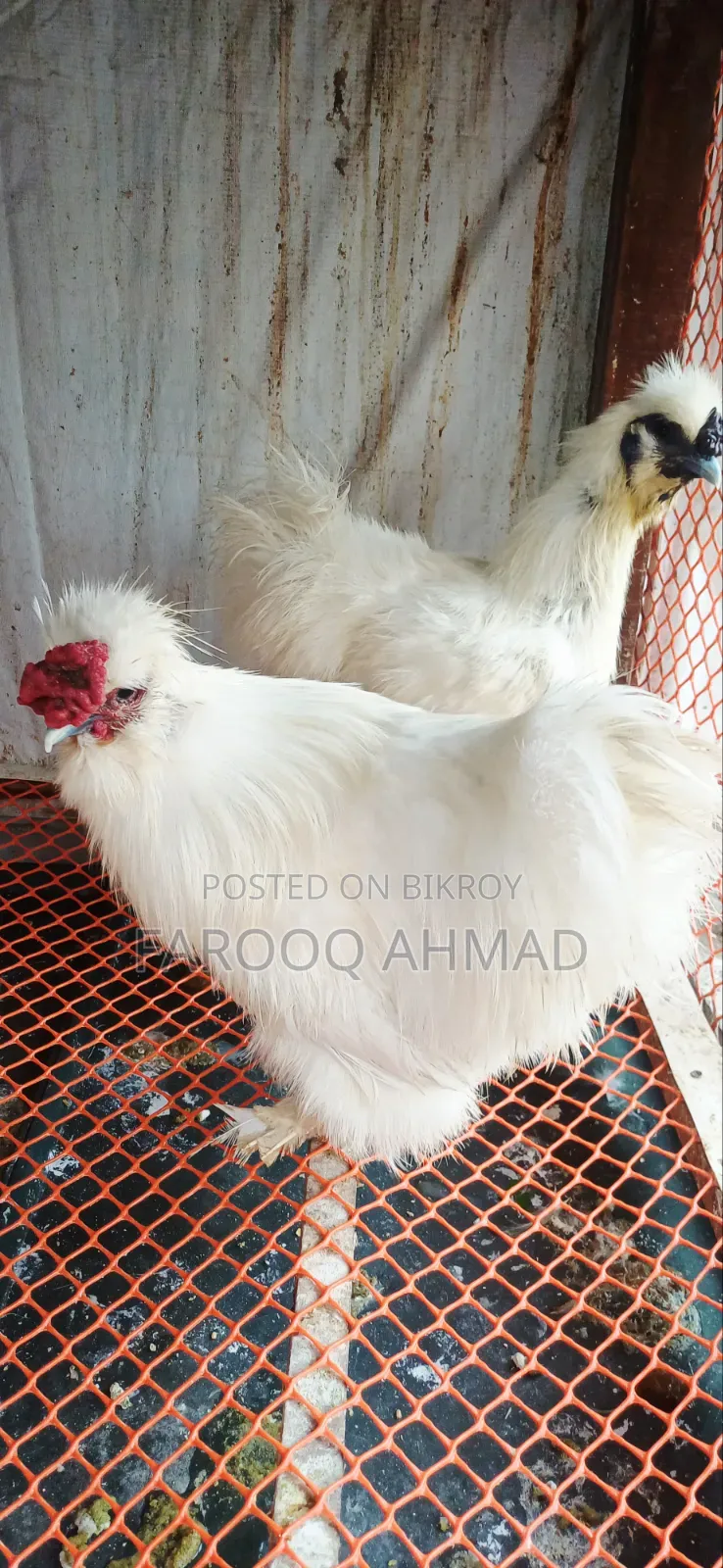 Silky Chicken
