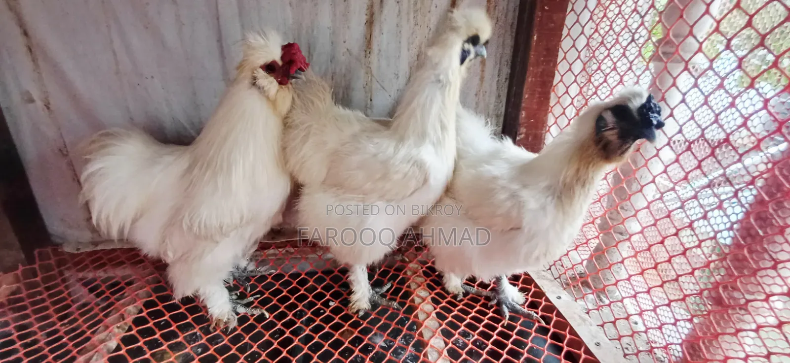 Silky Chicken