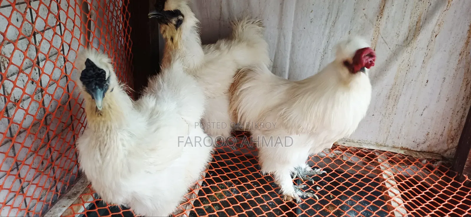 Silky Chicken