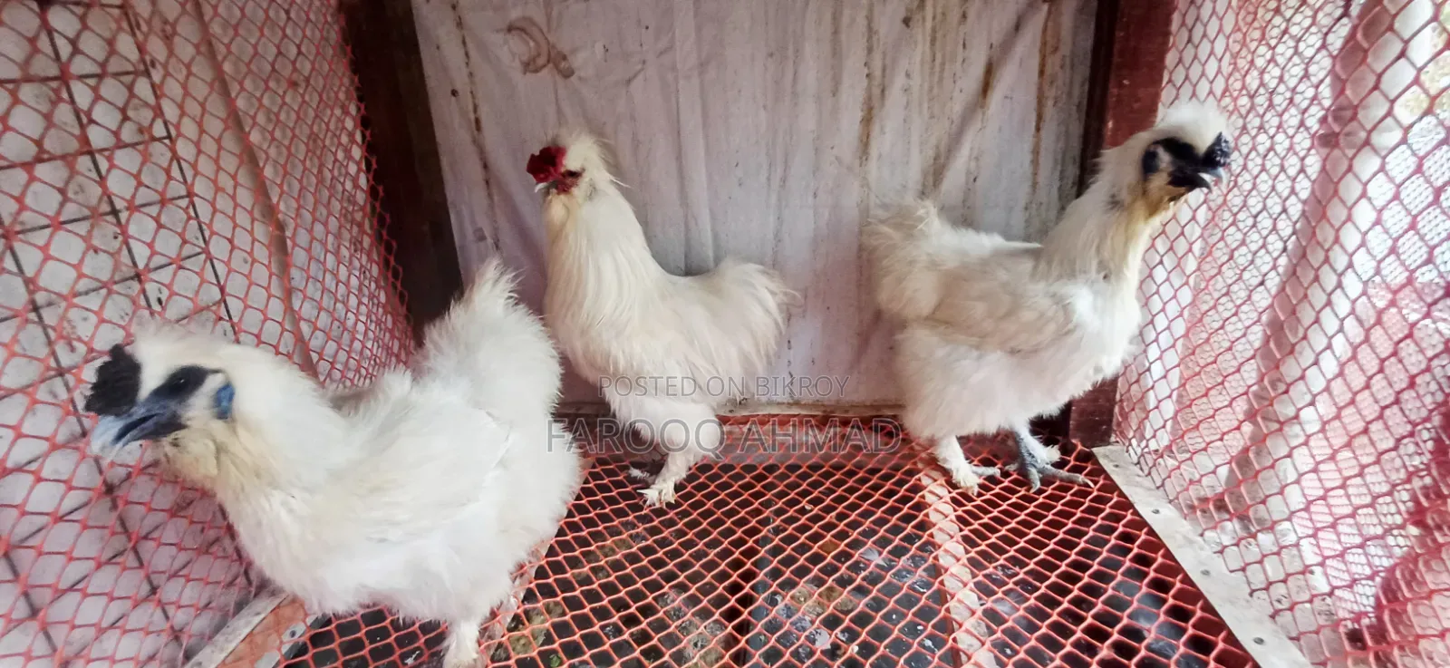 Silky Chicken