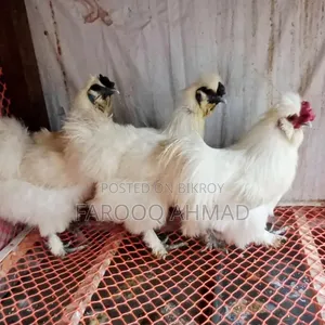 Silky Chicken